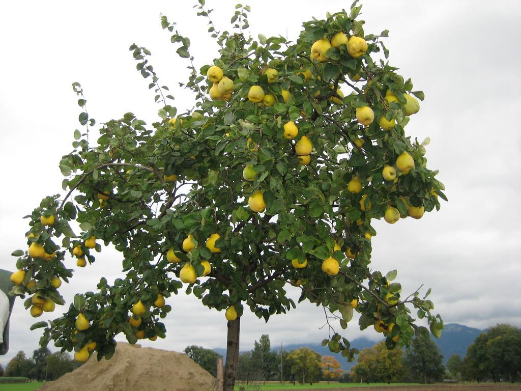Steigmatt Bauernhof- Erlebnis Montlingen Exterior foto